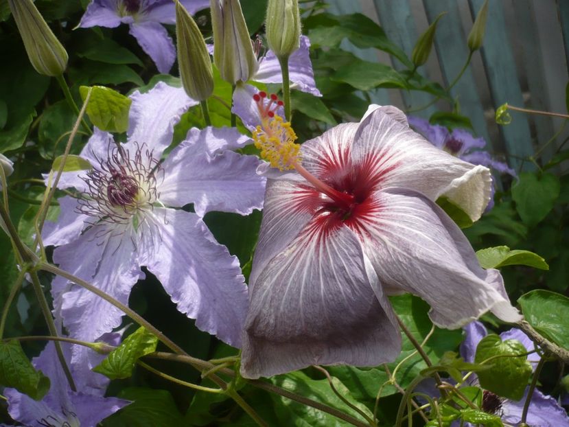 P1410346 - HIBISCUSI 2019-1