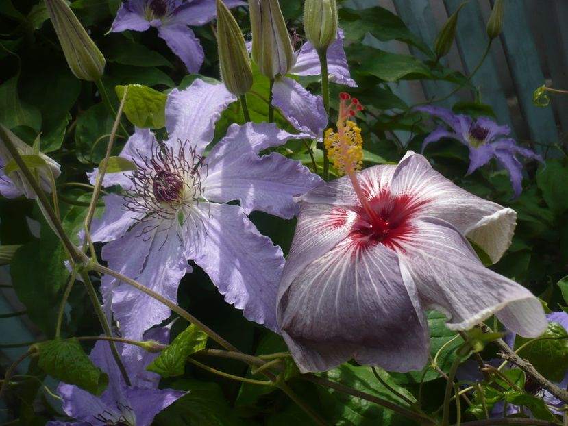 P1410347 - HIBISCUSI 2019-1