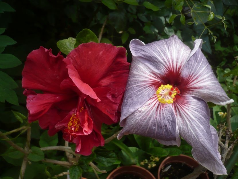 P1410348 - HIBISCUSI 2019-1