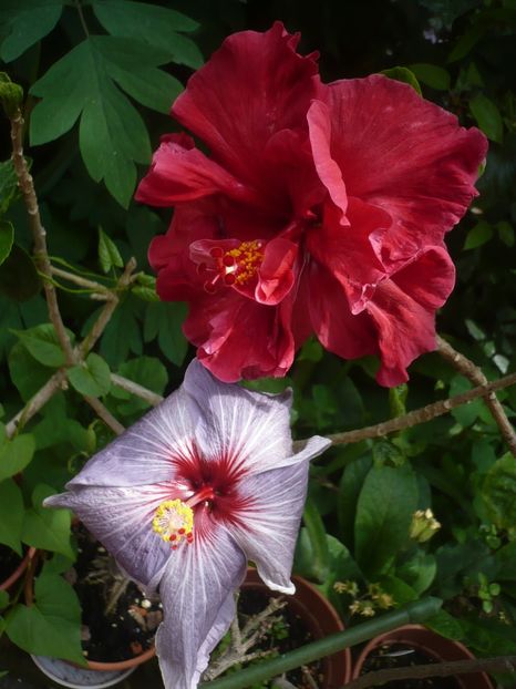 P1410349 - HIBISCUSI 2019-1