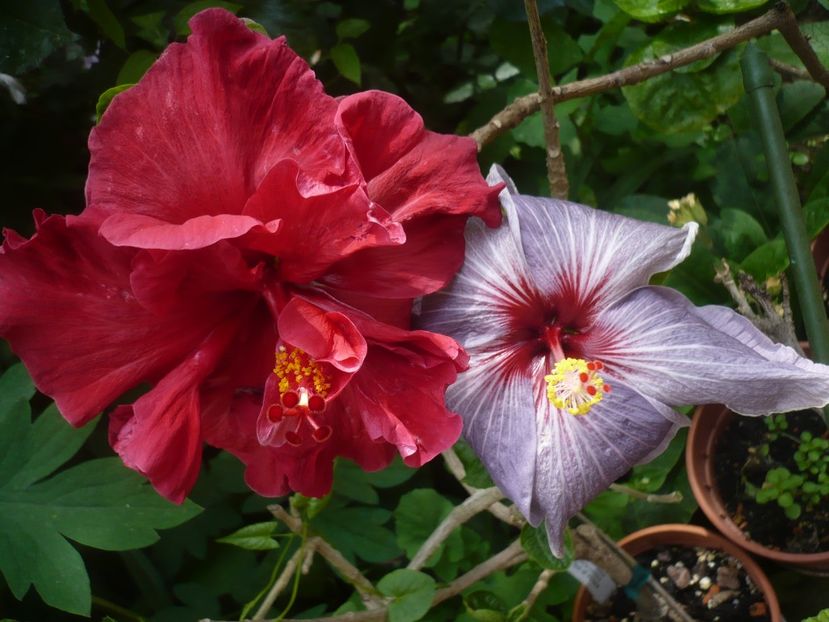 P1410350 - HIBISCUSI 2019-1