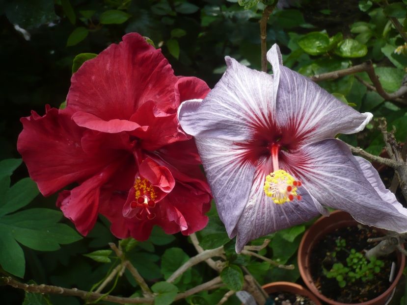 P1410351 - HIBISCUSI 2019-1