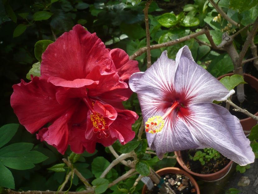 P1410352 - HIBISCUSI 2019-1