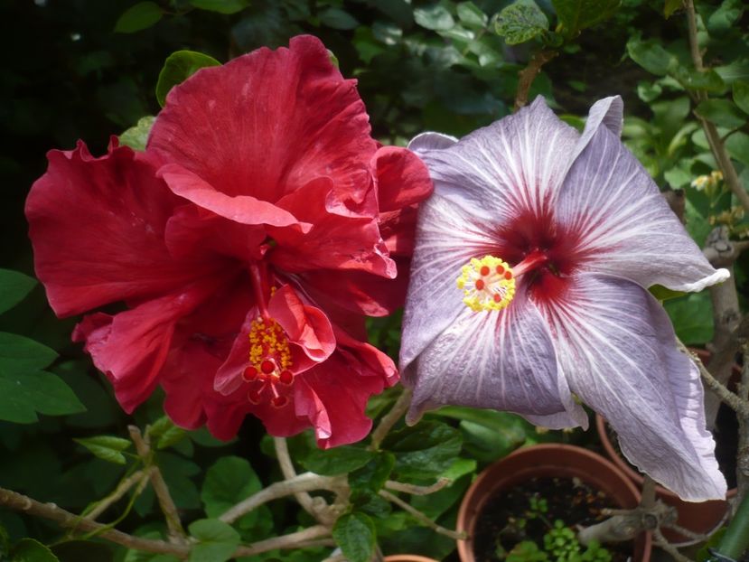 P1410354 - HIBISCUSI 2019-1