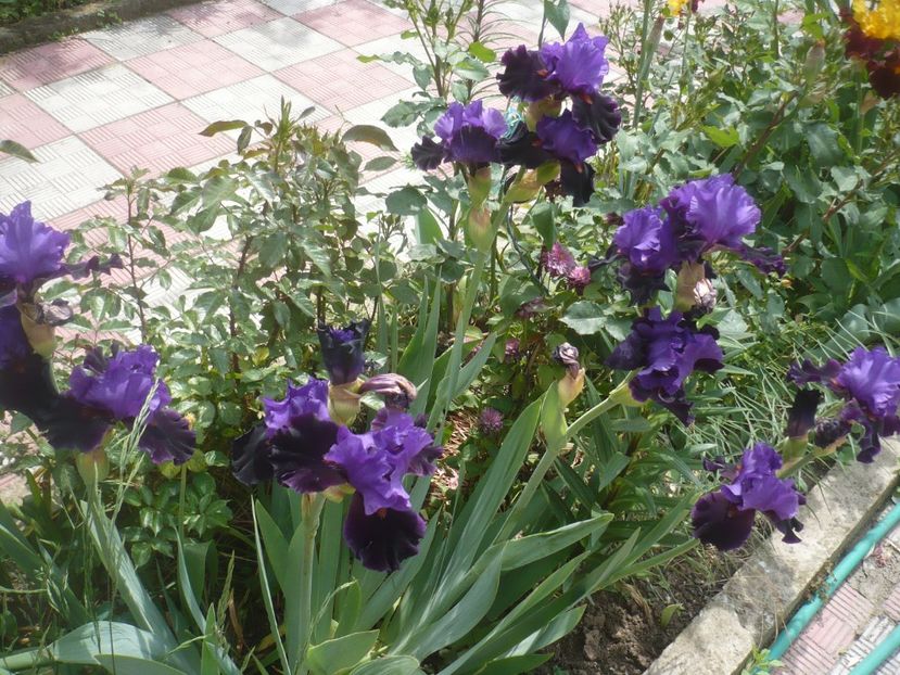 21.05.2019 - GRADINA 2019