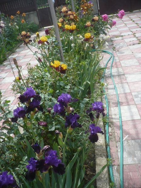 P1410356 - GRADINA 2019