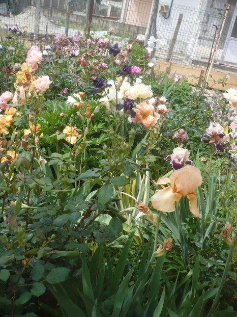 P1410358 - GRADINA 2019