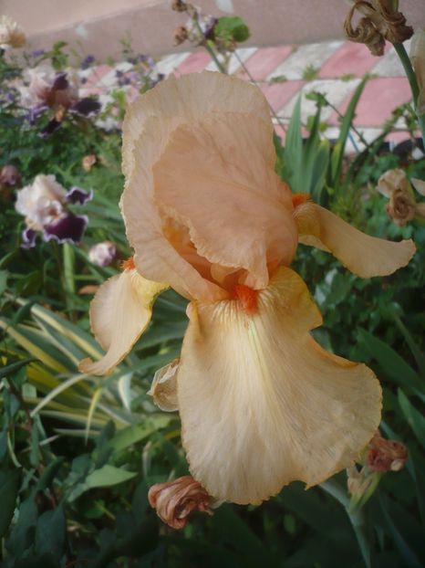 P1410359 - GRADINA 2019