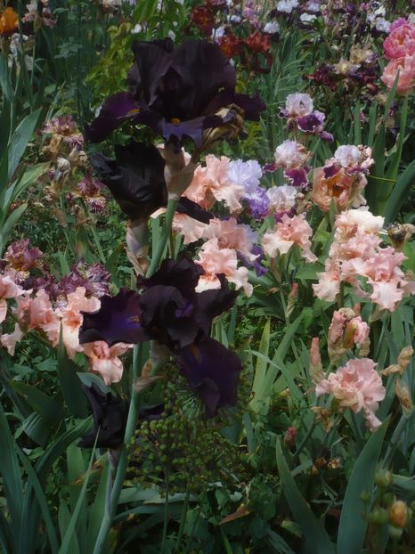 P1410360 - GRADINA 2019