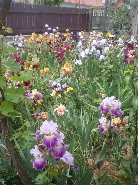 P1410362 - GRADINA 2019