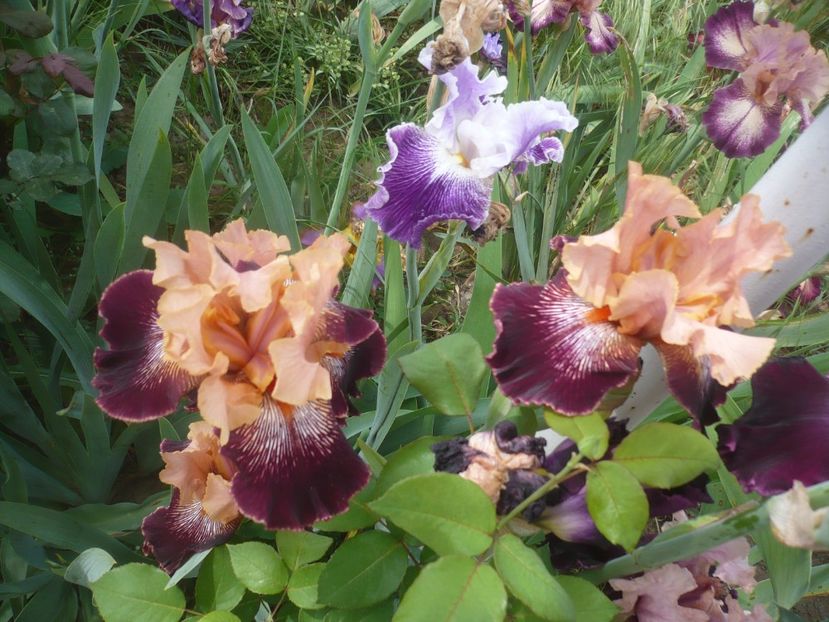 P1410363 - GRADINA 2019