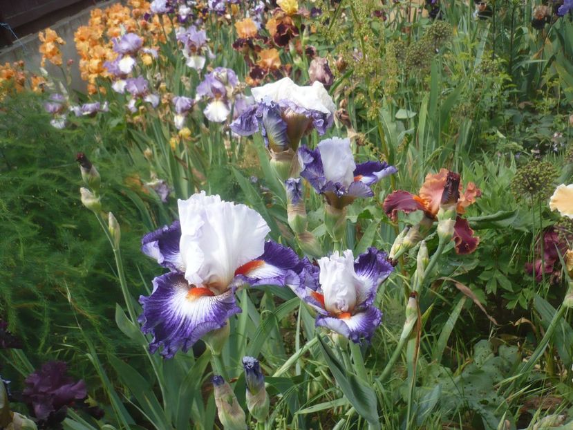 P1410364 - GRADINA 2019