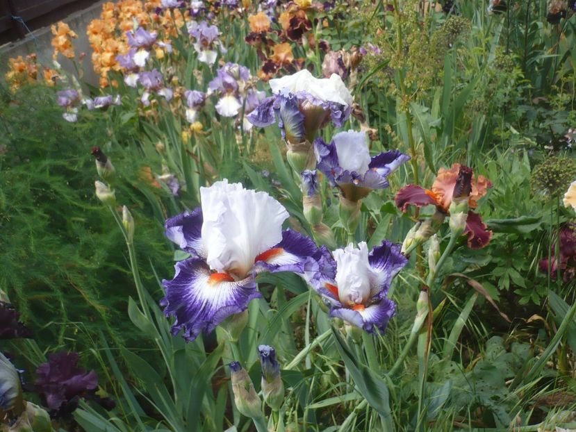 P1410365 - GRADINA 2019