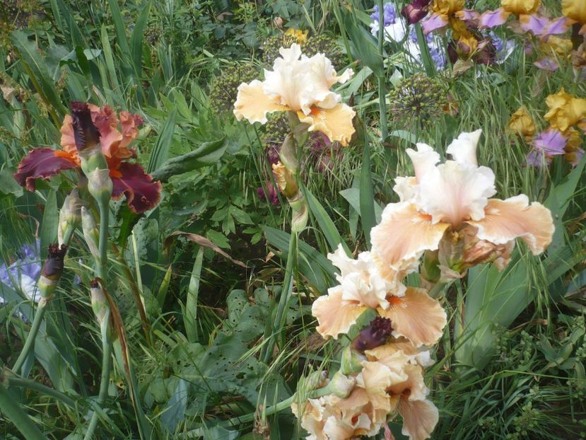 P1410366 - GRADINA 2019