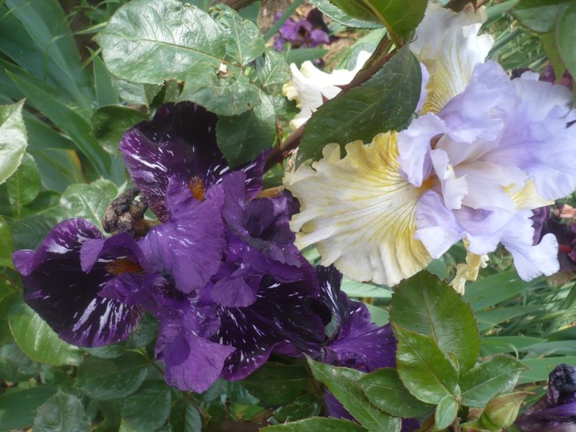 P1410368 - GRADINA 2019