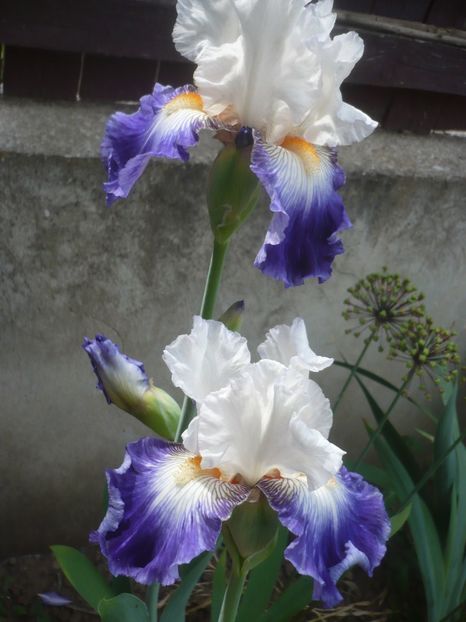 P1410369 - GRADINA 2019