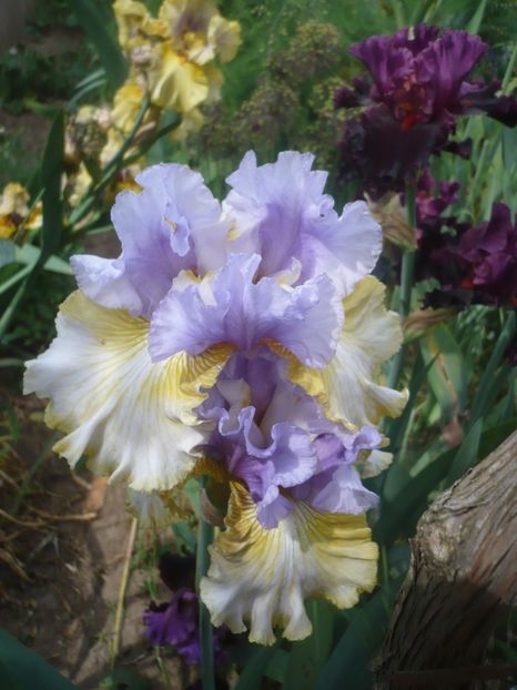 P1410370 - GRADINA 2019