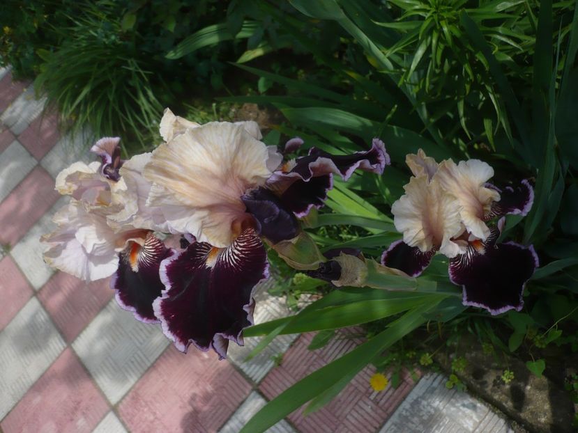 P1410377 - GRADINA 2019