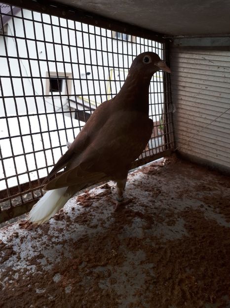  - Meulemans de vanzare