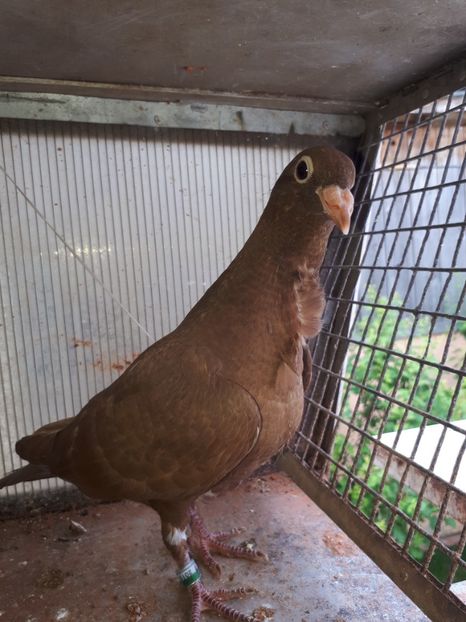  - Meulemans de vanzare