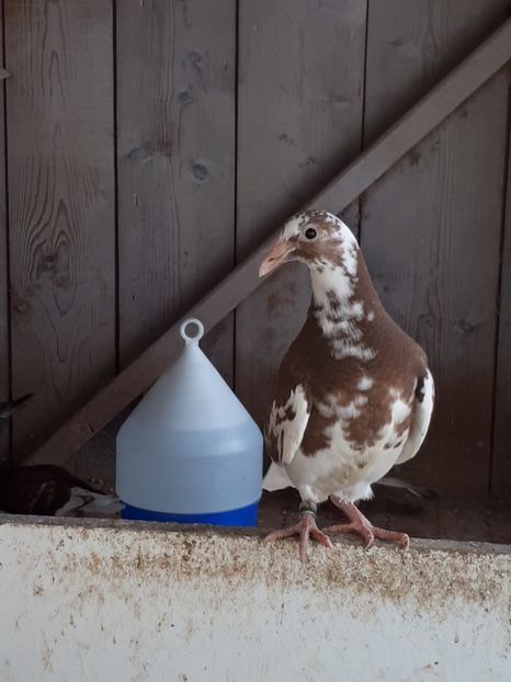  - Meulemans de vanzare