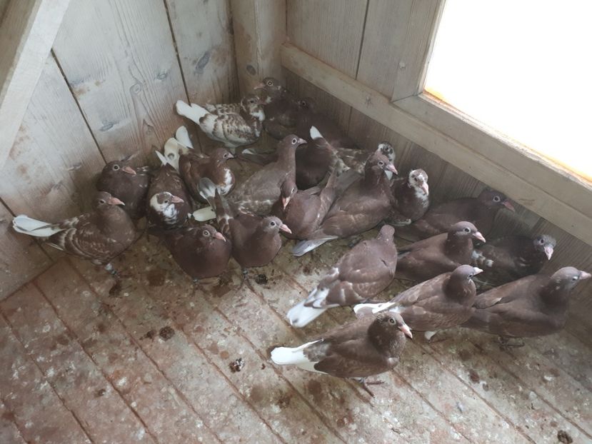  - Meulemans de vanzare