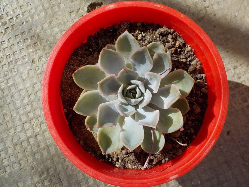  - Genul Echeveria