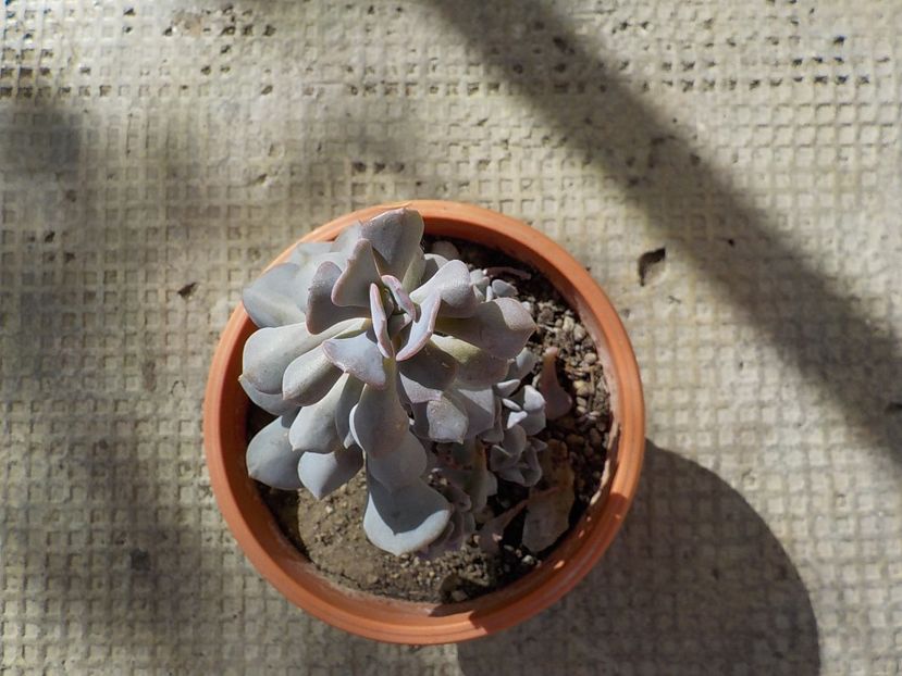  - echeveria cubic frost