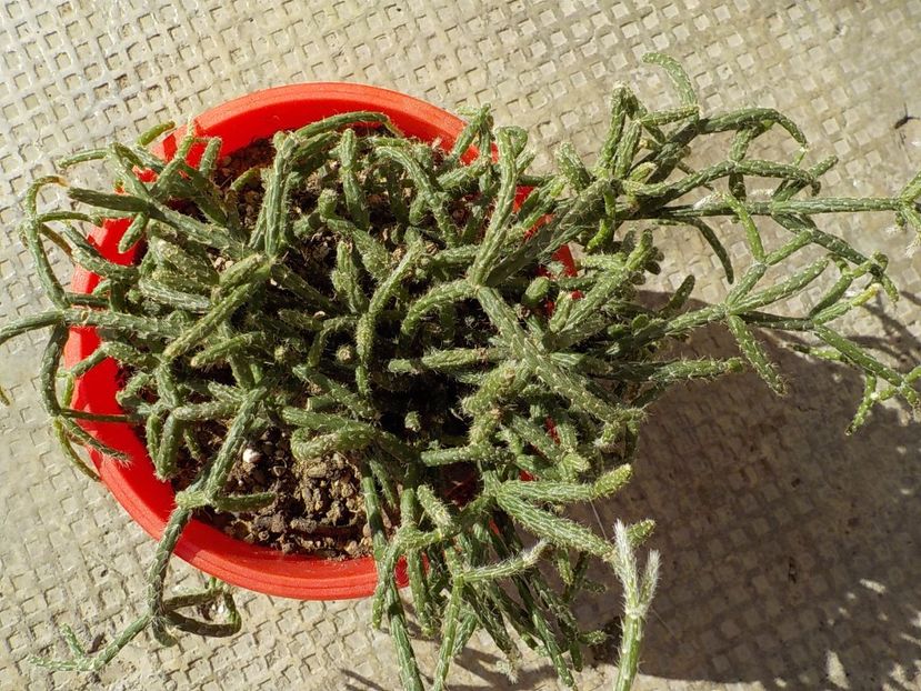  - rhipsalis pilocarpa