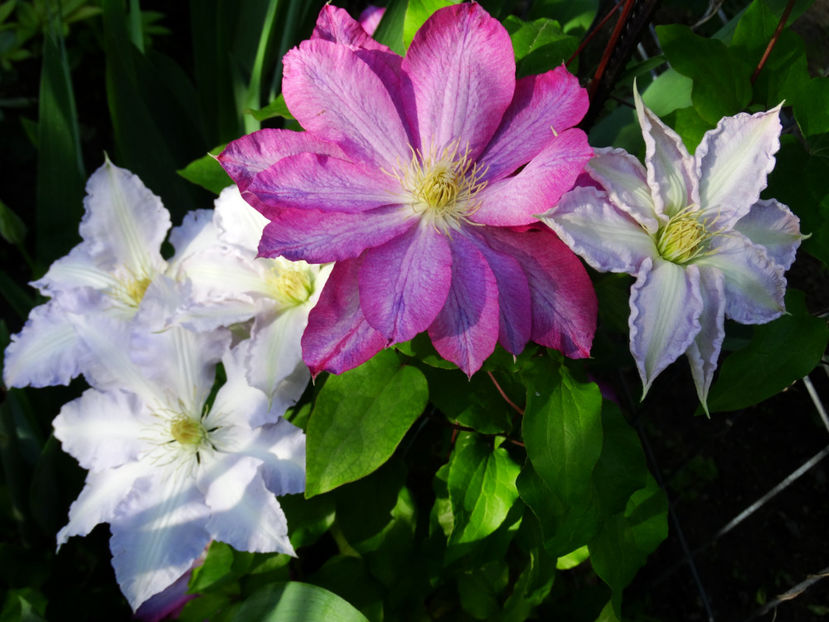  - Clematis