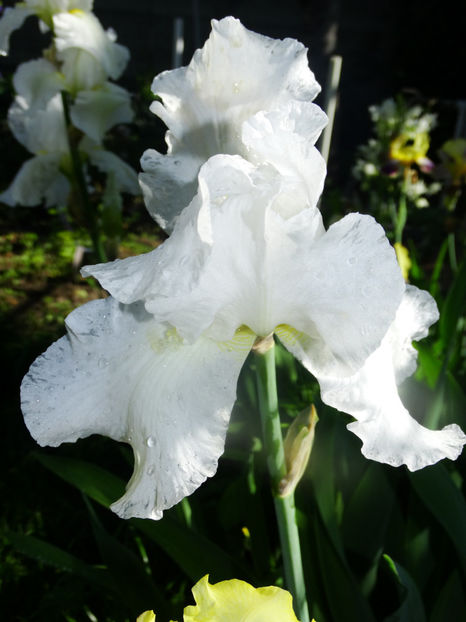  - IRISI GERMANICA