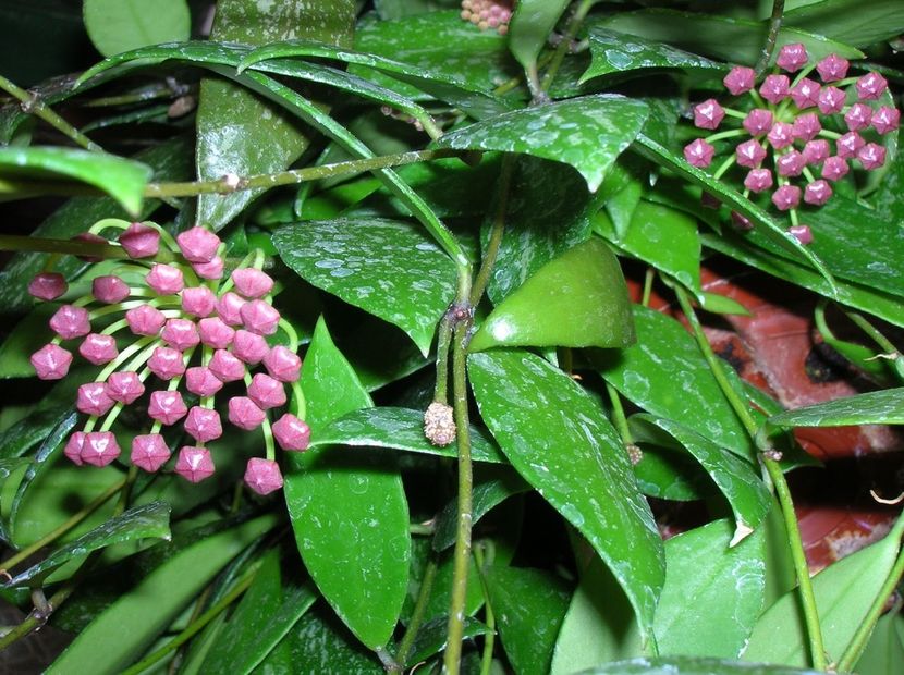 Sapuroa - Hoya poze net