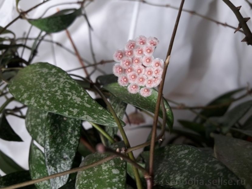 Parviflora Splash - Hoya poze net