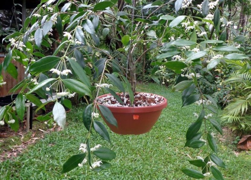 Cembra Odorata - Hoya poze net