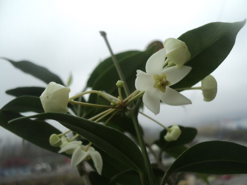 Cembra Odorata - Hoya poze net