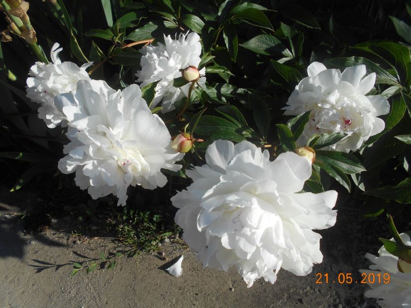  - 2-21Mai 2019