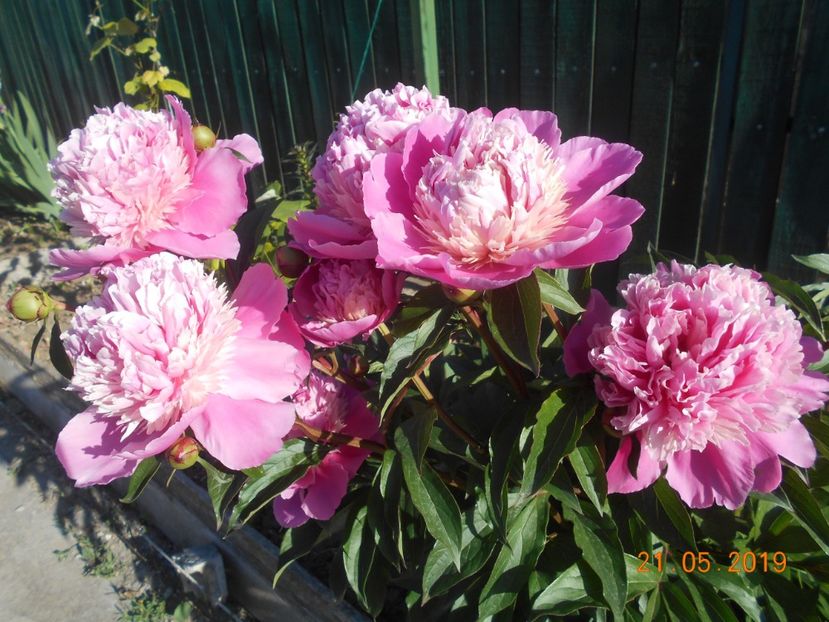  - 2-21Mai 2019