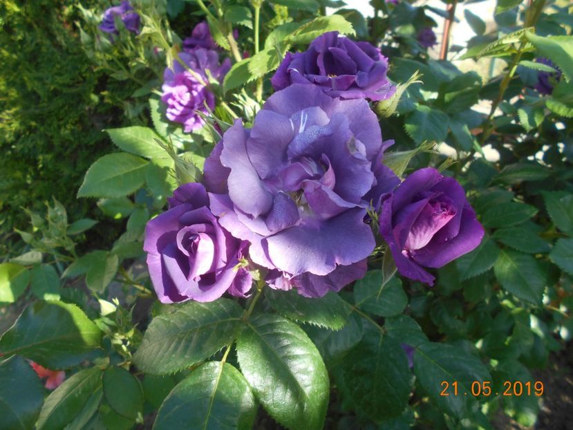 Rhapsody in blue - 2-21Mai 2019