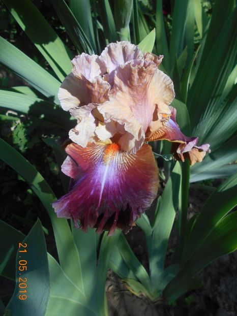 Outrageous Fortune - 2-21Mai 2019