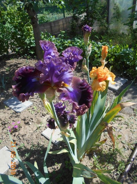  - 2-21Mai 2019