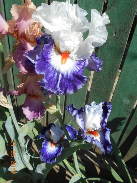 Gypsy Lord - 2-21Mai 2019