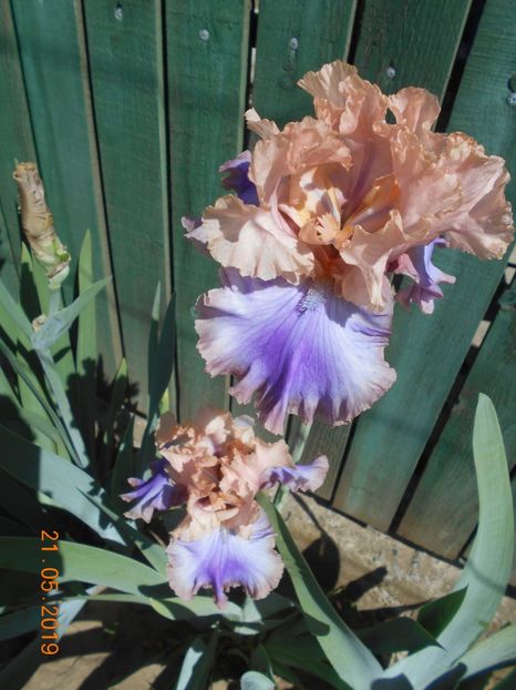Florentine Silk - 2-21Mai 2019