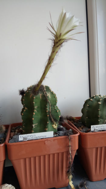 21.05.2019 - Echinopsis subdenudata
