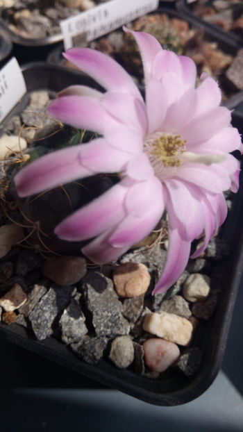 20.05.2019 - Gymnocalycium damsii v tucavocence