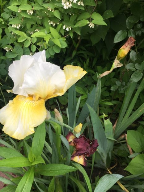 B39AA5A3-9A3E-4464-8656-23E246A38879 - Iriși 2019 2024