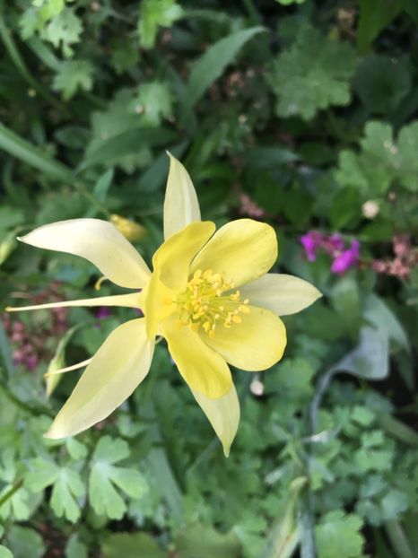 F1CF1FA0-B192-476F-B679-A4BA50D1A220 - Caldaruse 2019