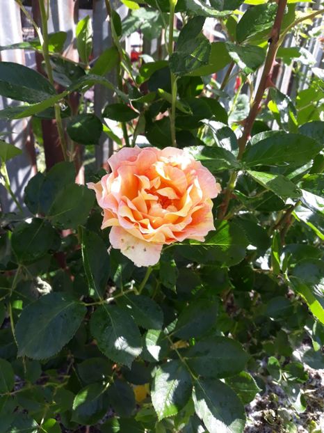 2019 - La Parisienne