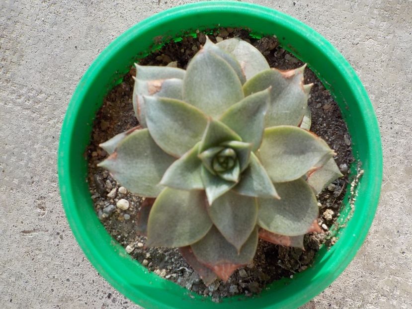  - echeveria purpurosum