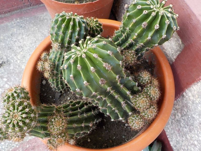  - Genul Echinopsis
