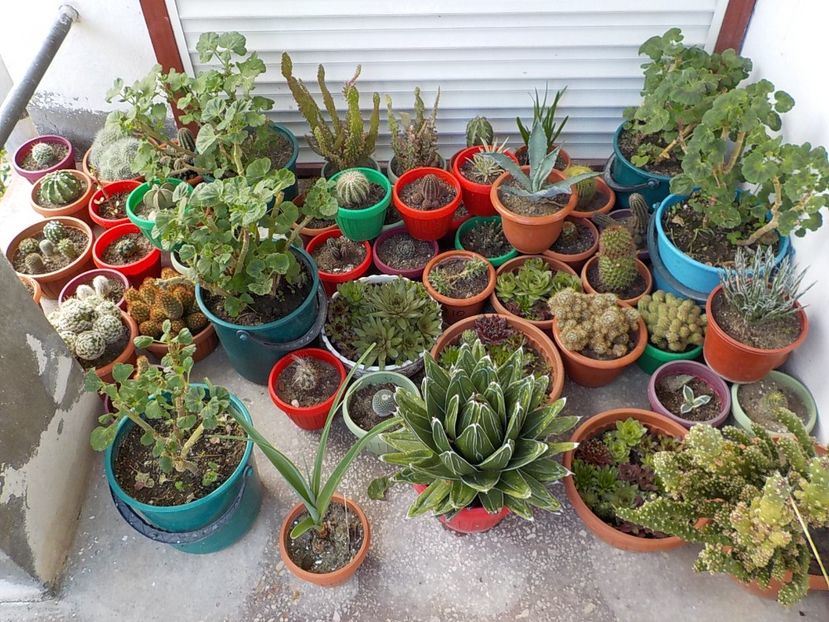 adapostiti de ploaie,o parte din ei. - CACTUSI si SUCULENTE